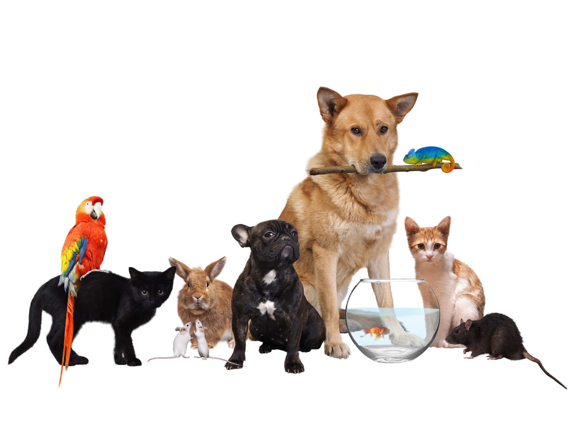 pets-background-809nlquz6y2v22du.jpg