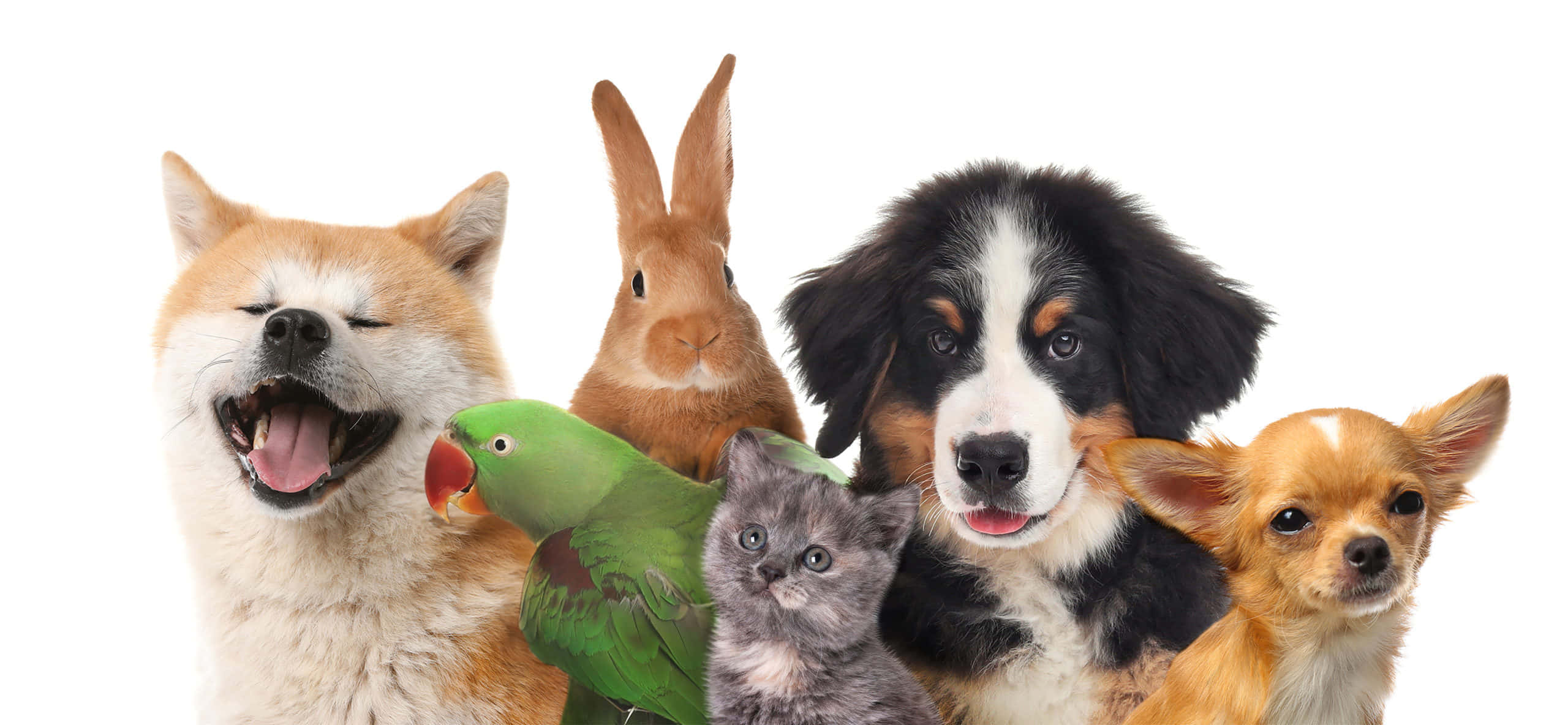 pets-background-whutjvdxbtwqgbn6.jpg